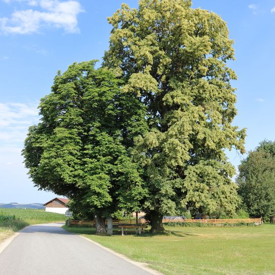 Baumgruppe in Diersbach