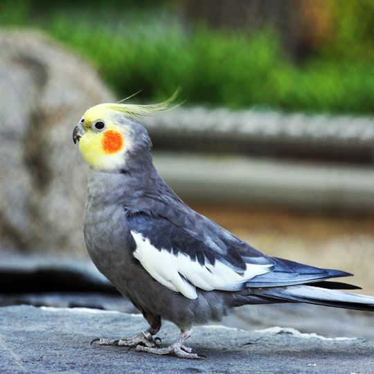 Albinia National Park