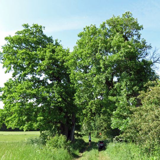 Žižkovy duby v Miletíně