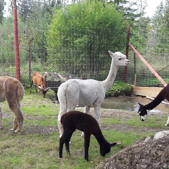 Tatrzańskie ZOO i Bagno Shreka