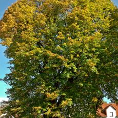 Naturdenkmal  [[Linden (Gattung)|Linde]]-[[Sommerlinde]] (''Tilia platyphyllos'') Wilhelm‑Nevoigt‑Platz in Ströbitz