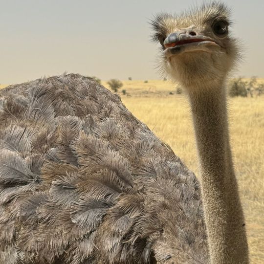 Réserve de Faune de Ouadi Rimé-Ouadi Achim