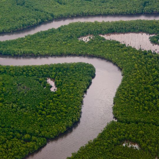 Caroni Swamp