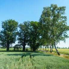 Galgeneichen bei Thammenhain