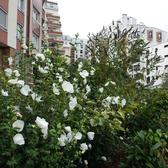 Square Amadou-Hampate Ba