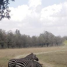 High Delta Safari Park