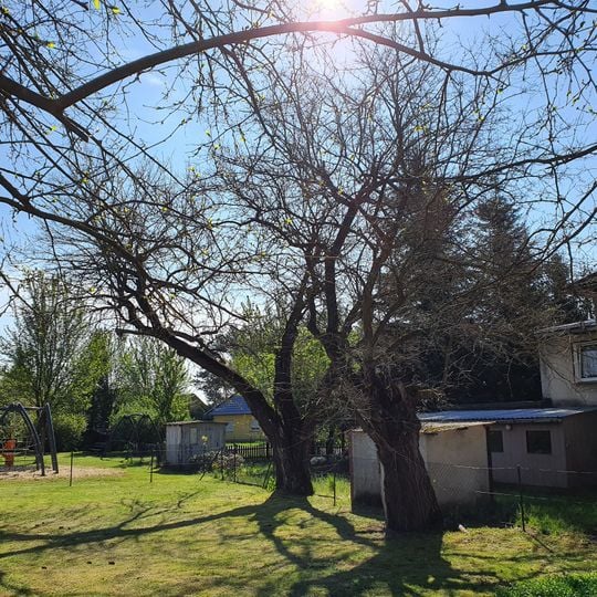 Naturdenkmal Maulbeerbaum 3 am Spielplatz, Flur 1, Flurstück 207 in Caminchen