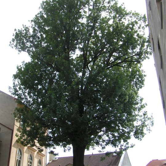 Jasan ztepilý v České Kamenici