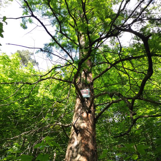 Metasequoia in Poruba