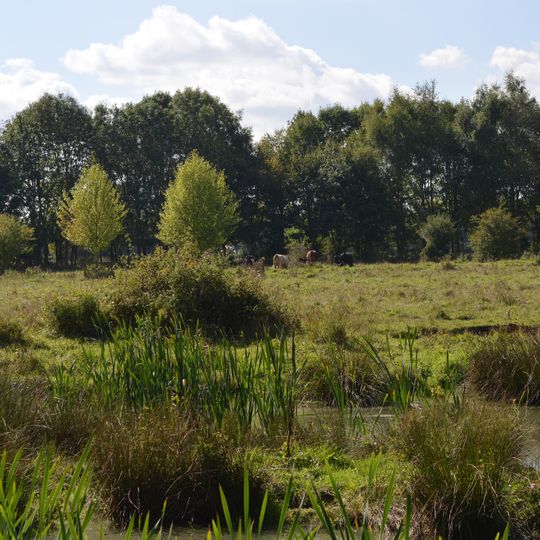 Flitton Moor