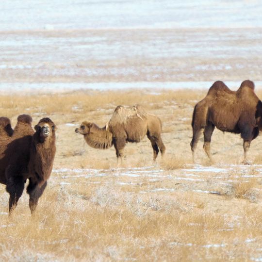 Ikh Nartiin Chuluu Nature Reserve