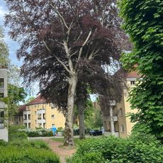 Rotbuche in der Nauener Vorstadt