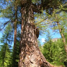 Monumental forest of Artalle