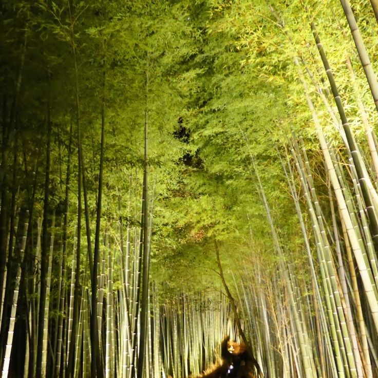 La Forêt de Bambous de Kyoto