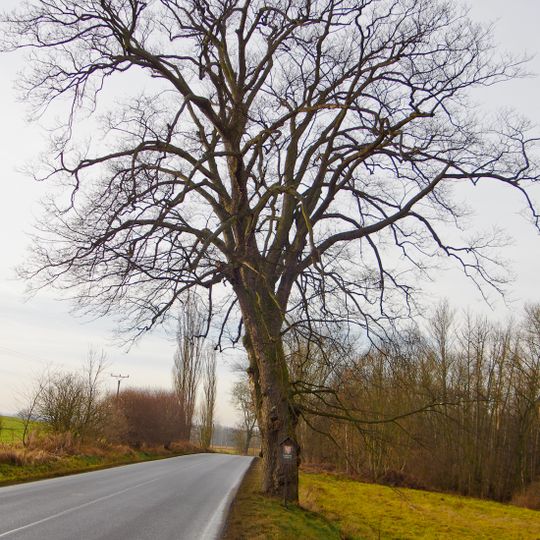 Jilm pod Starou Ovčárnou