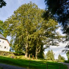 Acer pseudoplatanus in Kochánov