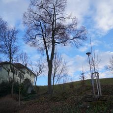 Spitzahorn im Kirchengemeindegarten