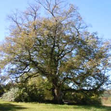 Alte Linde Deufringen
