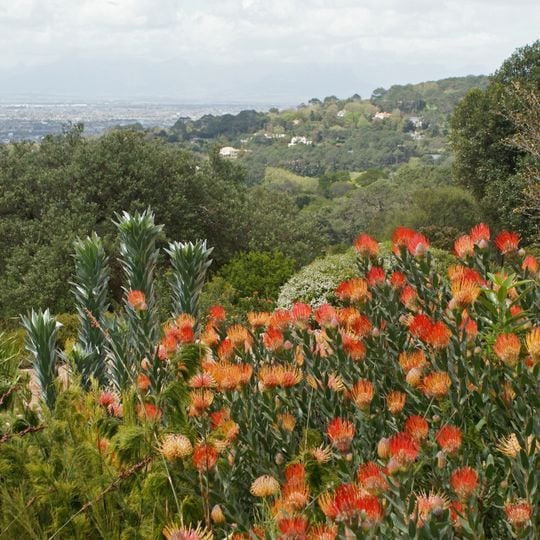 Regione floristica del Capo