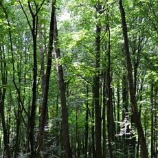 Riznolissia nature reserve