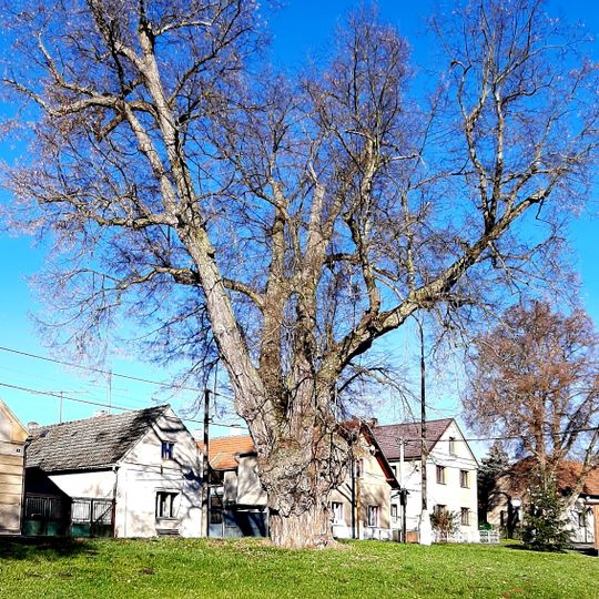 Modřejovická lípa