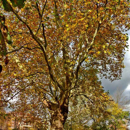 Naturdenkmal Platane-Ahornblättrige Platane '') Am Anger, wenige Meter hinter Einfahrt Wilhelm‑Riedel‑Straße in Sandow
