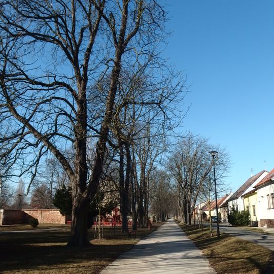 Jírovcová alej na Zámecké ulici