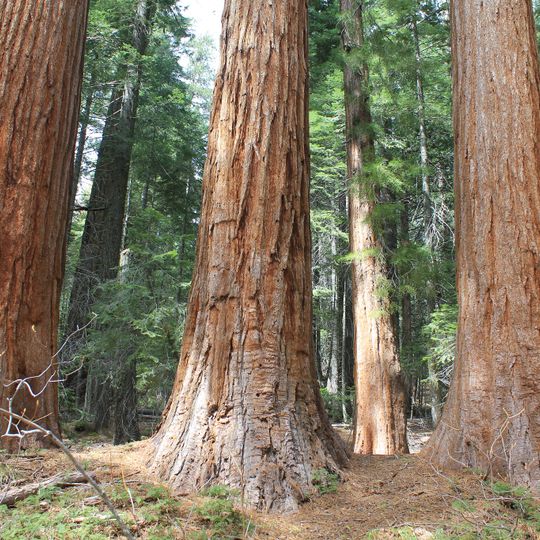 Placer County Big Trees Grove