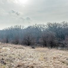 Сторічні дубові насадження Василівської лісової дачі