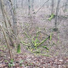 Naturdenkmal Doline Stammberg, Gemeindewald Abt. II 5