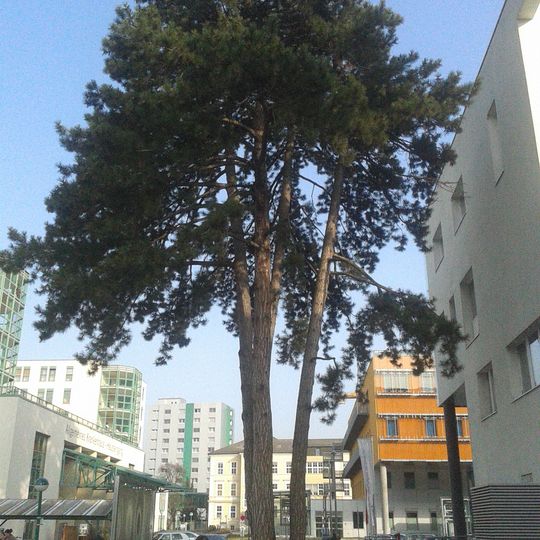 Schwarzföhre beim AKH