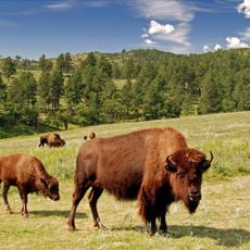 Custer State Park