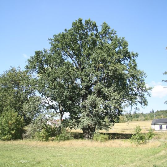 Valíček's oak