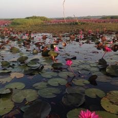 Thale Noi Non-Hunting Area
