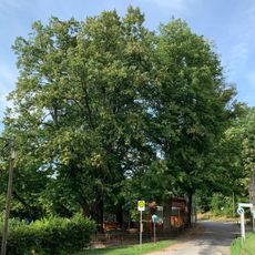 Winter-Linden von Zinnberg