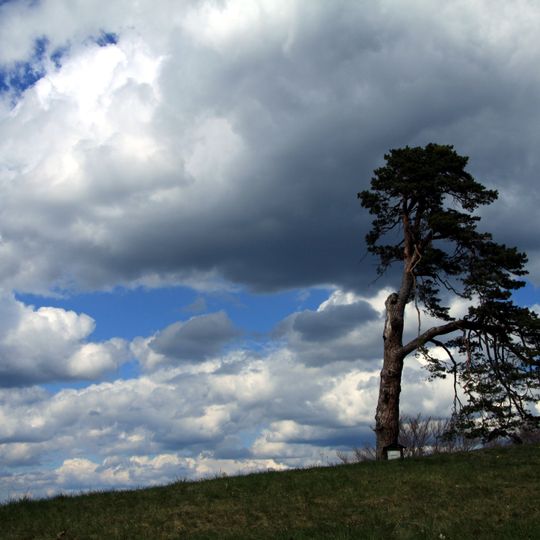 Borovice na Makové Hoře