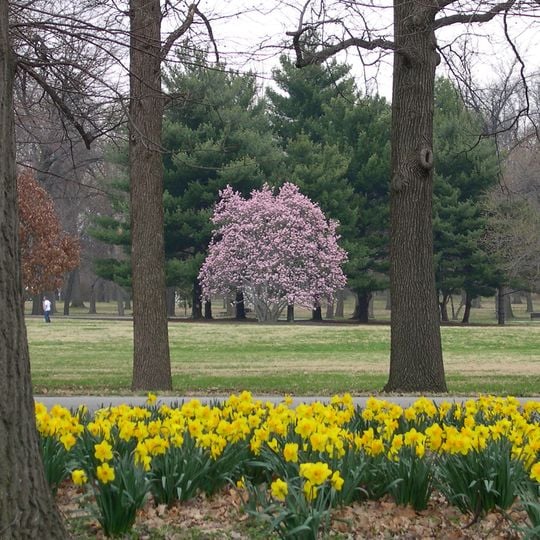 Tower Grove Park