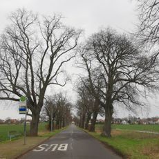 Tilia avenue, Breitenfeld (Leipzig)
