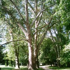 Eszterházyovský kaštieľ, park