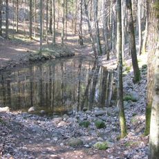 Pokaiņi Forest