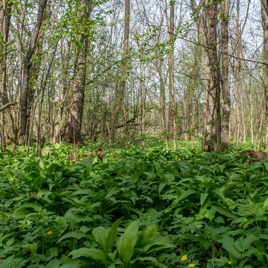 Bushchanskyi Nature Reserve