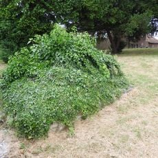 Tomb Chest 15 Metres North West Of St Margaret's Church
