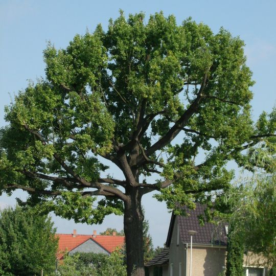 Naturdenkmal [[Eichen