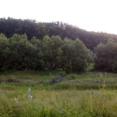 Forest near Malcoci