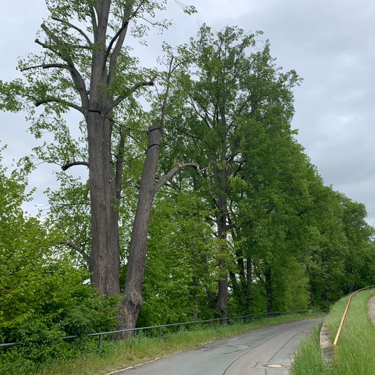 Lindenreihe in der Lindenstraße in Wildenfels