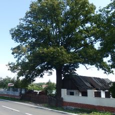 Lípa v Řepištích