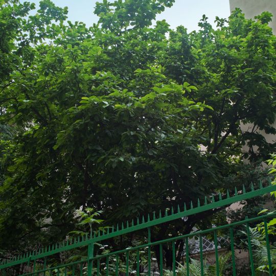 Magnolia Sulanja in Lviv