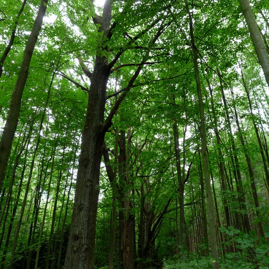 Stromořadí 15 dubů letních