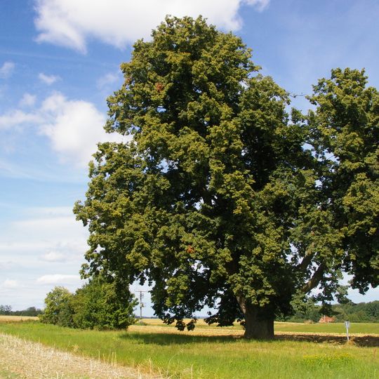 Linde, genannt Hoher Baum