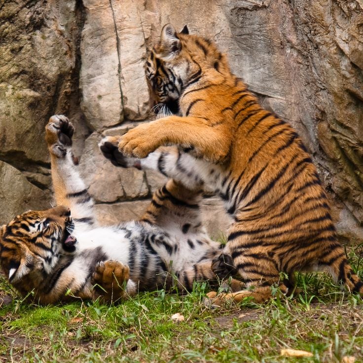 Zoológico de Fort Worth
